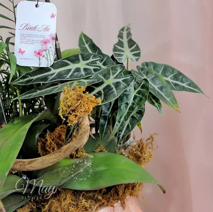 hong-diem-an-nhien-3