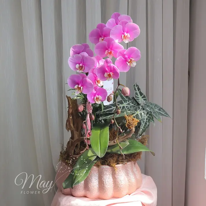 hong-diem-an-nhien-1