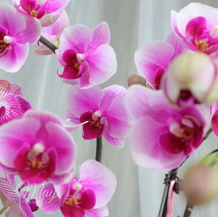 kim-lan-vuong-phat-3