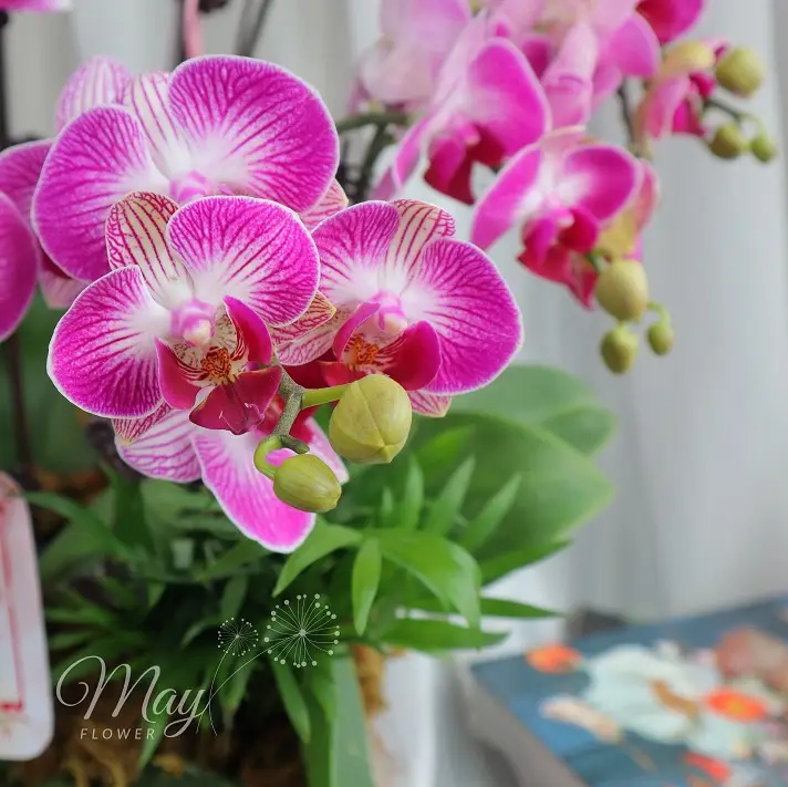 kim-lan-vuong-phat-2