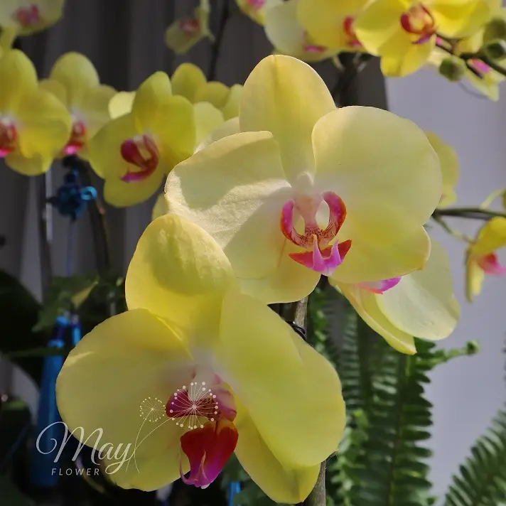 hoang-kim-khai-loc-2