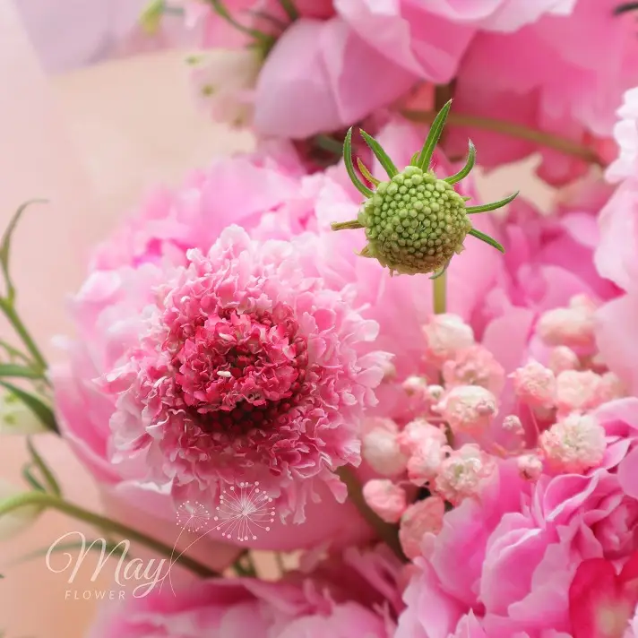 suong-hong-3