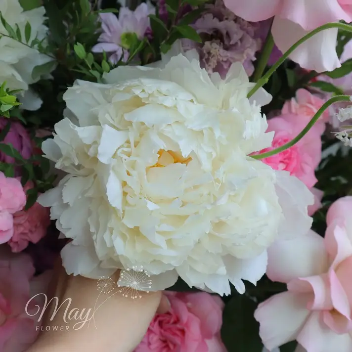anh-may-hong-2