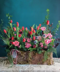 Gốc hoa Tulip nhập khẩu cao cấp