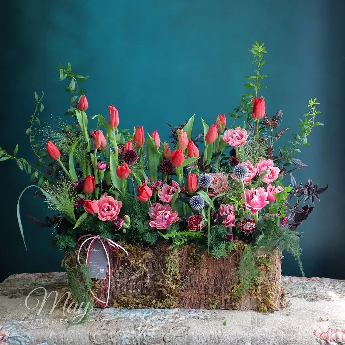 Gốc hoa Tulip nhập khẩu cao cấp
