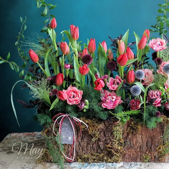 Gốc hoa Tulip nhập khẩu cao cấp