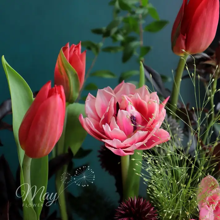 Gốc hoa Tulip nhập khẩu cao cấp