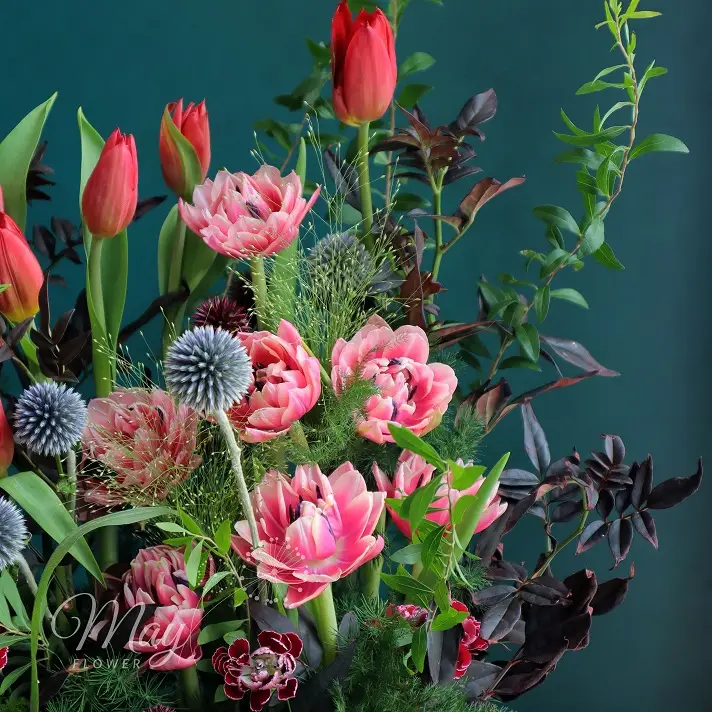 Gốc hoa Tulip nhập khẩu cao cấp