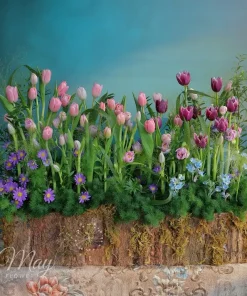 Gốc hoa tulip nhập khẩu cao cấp