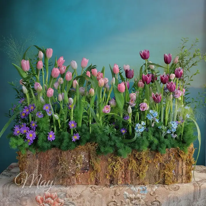 Gốc hoa tulip nhập khẩu cao cấp