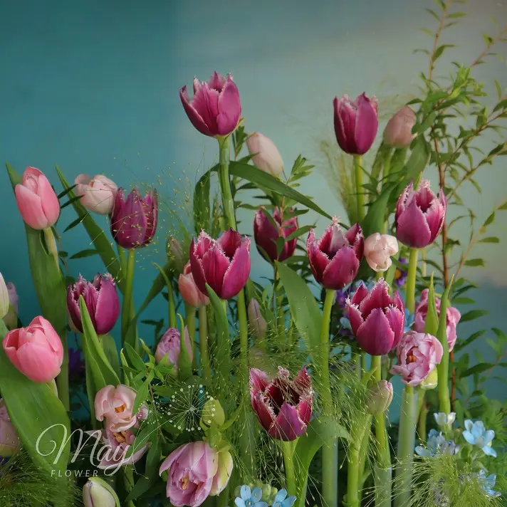 Gốc hoa tulip nhập khẩu cao cấp