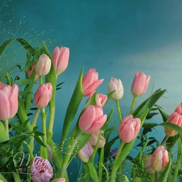 Gốc hoa tulip nhập khẩu cao cấp